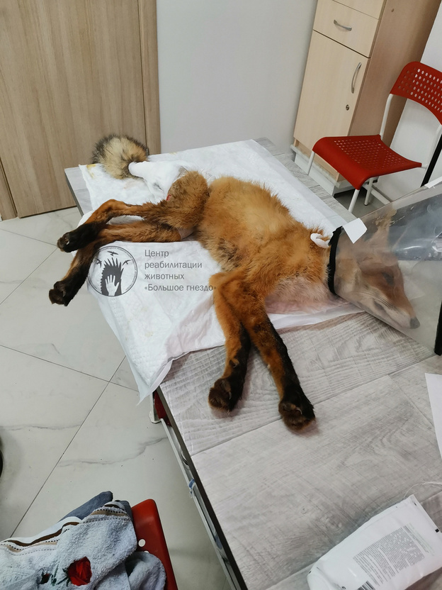 Лисёнок, которого сбили в Кирово-Чепецке, идёт на поправку
