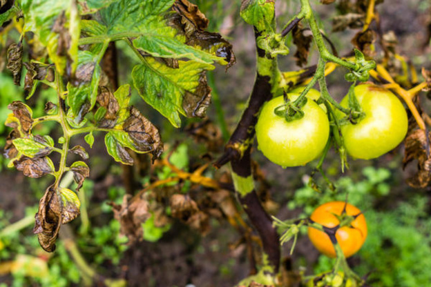 Как защитить томаты от болезней в теплице сразу после пересадки?