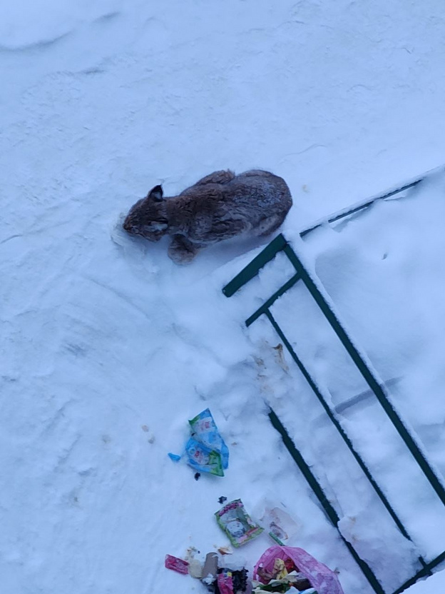 В Кирове ищут отставшего от матери детёныша рыси