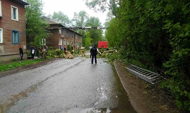 В Вересниках во время урагана дерево раздавило остановку: есть пострадавшие