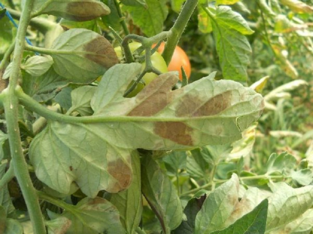 Как защитить томаты от болезней в теплице сразу после пересадки?