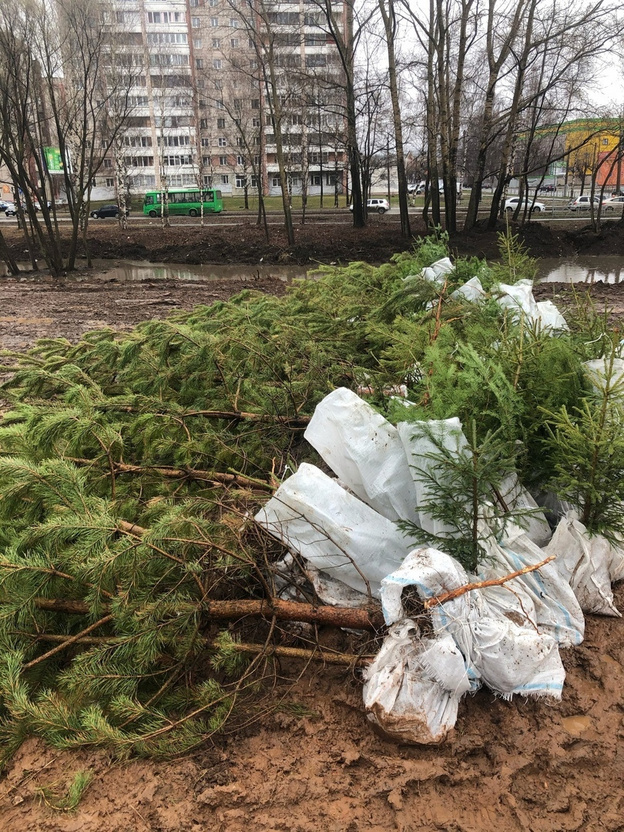 В Кирове началось озеленение «Уткин парка»