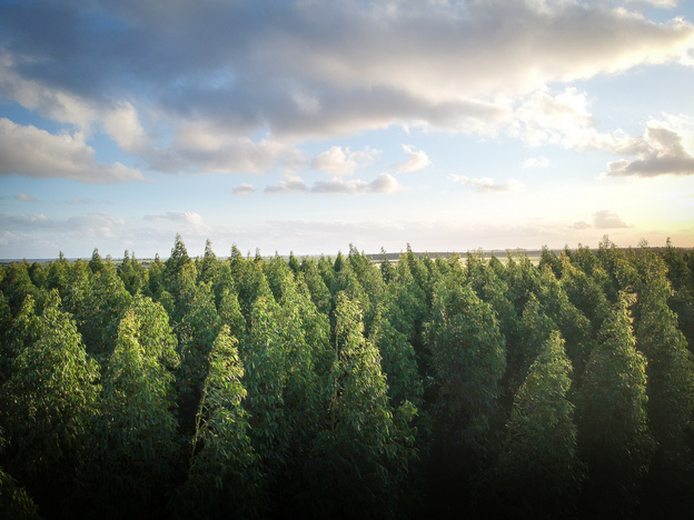 Торговая сеть «Пятёрочка», ZEWA и FSC России займутся восстановлением лесов