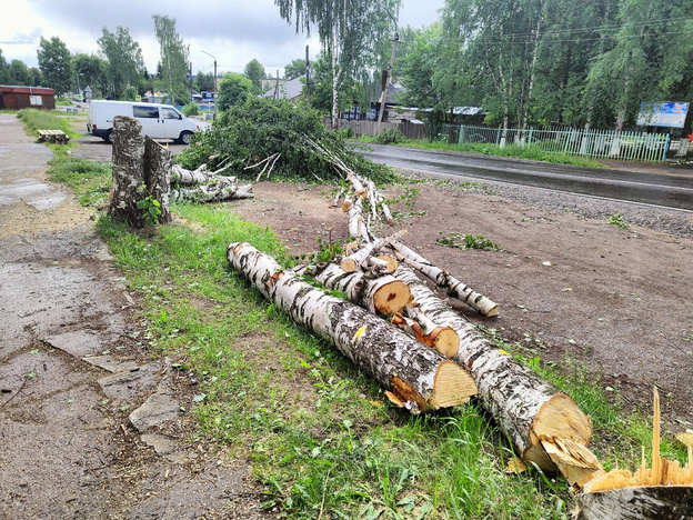 В администрации Омутнинска объяснили, зачем вырубили берёзы на улице Свободы