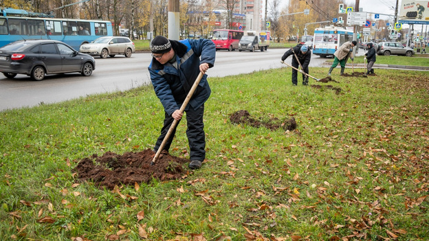 Тысячу новых деревьев посадят на улицах Кирова