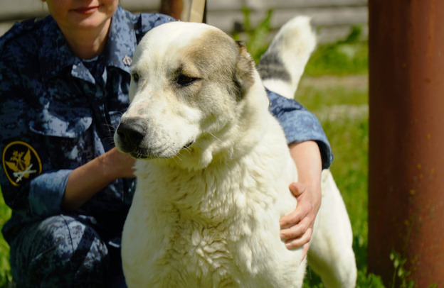 Верны на службе и в жизни: кировский кинолог - о собаках, их пенсии и работе «для души»