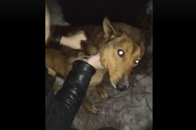 В Кирове волонтёры спасли собаку из ямы с водой