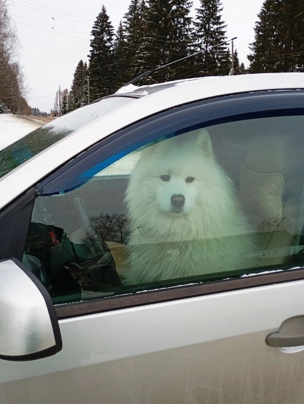 В Кировской области увидели собаку за рулём