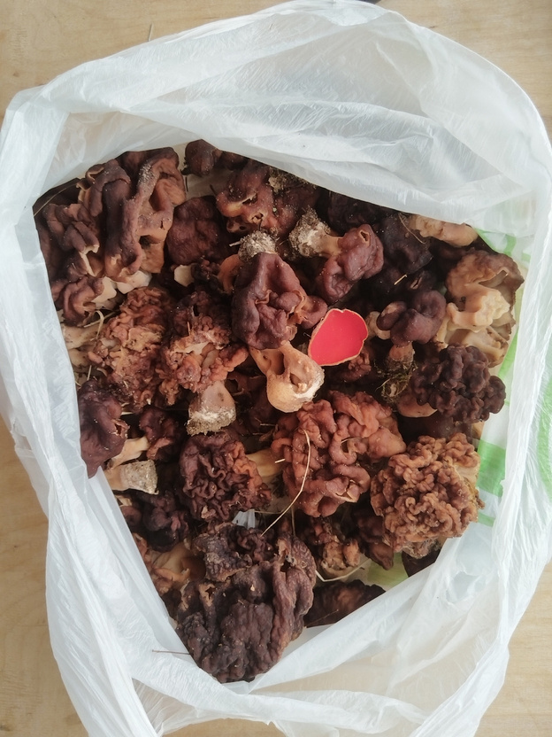Какие весенние грибы уже собирают в Кировской области?