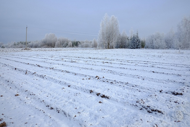 Фермерам из Оричевского района найдут участок земли для выращивания кировского чеснока