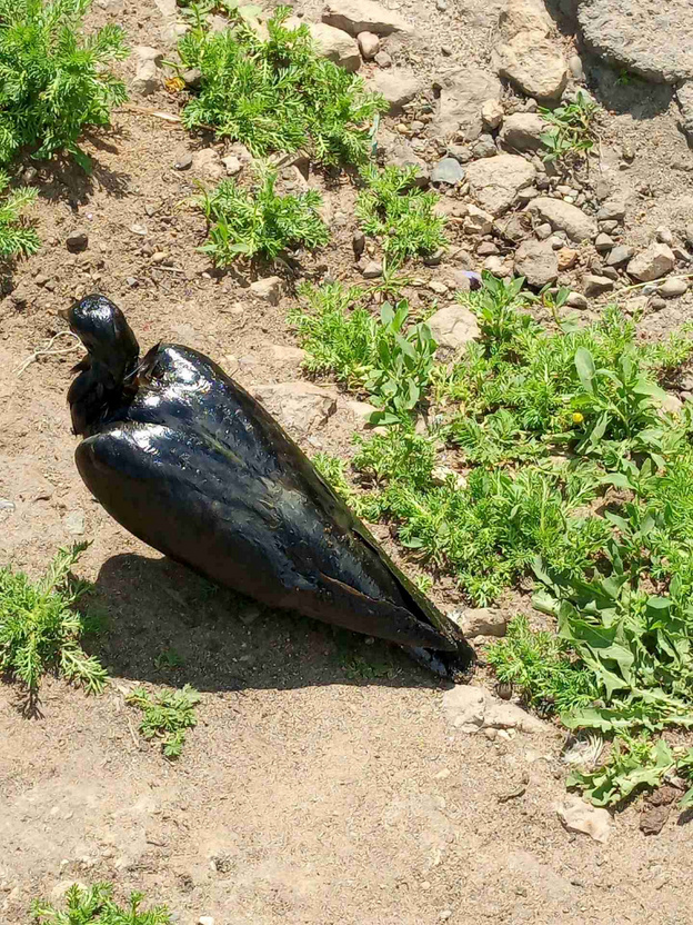 В Нововятске птицы гибнут из-за загрязнения реки Чумовицы