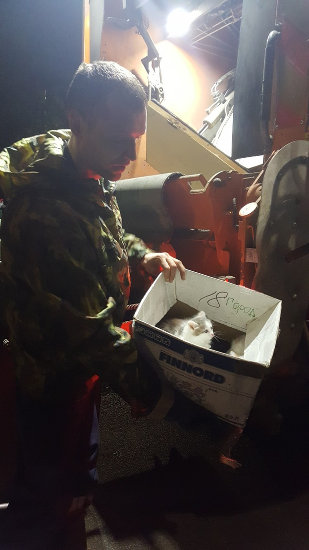В Кирове котят выбросили в мусорный контейнер: их спасли работники «САХа»