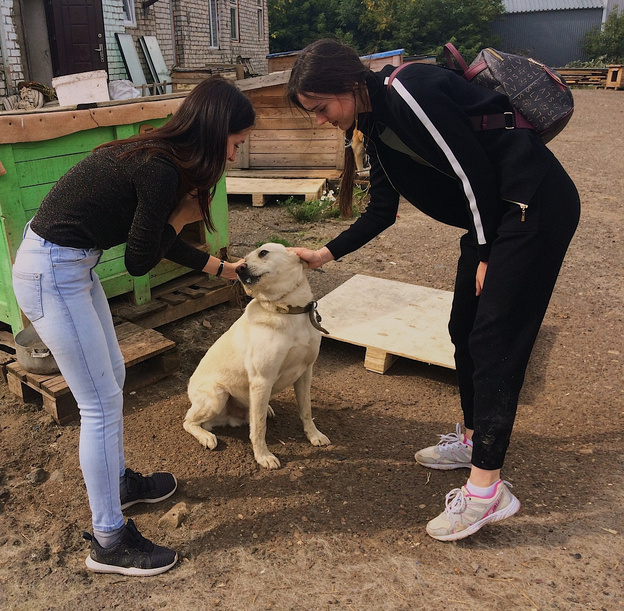 Сотрудники Почты России собрали корм для собак из приюта