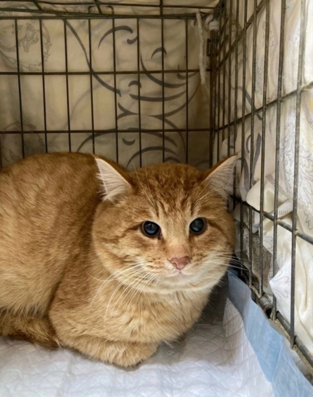 Коты из Слободского района ищут дом