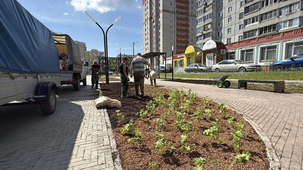 В сквере на Юровской высаживают деревья и кустарники