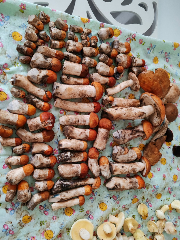 Белые, грузди и зонтики. Какие грибы собирают в Кировской области в августе?