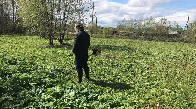 В Кирове стартовала ежегодная кампания по борьбе с борщевиком