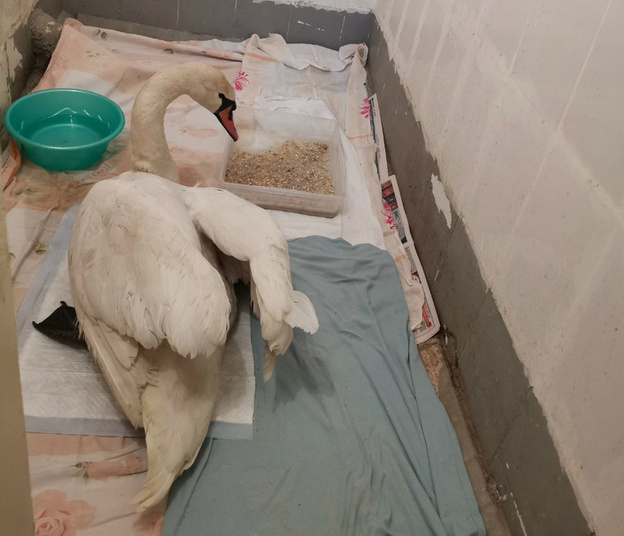 «Лежал в воде на спине, не мог стоять»: жители Фалёнского района спасли дикого лебедя