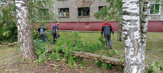 В администрации Кирово-Чепецка рассказали об уборке аварийных деревьев