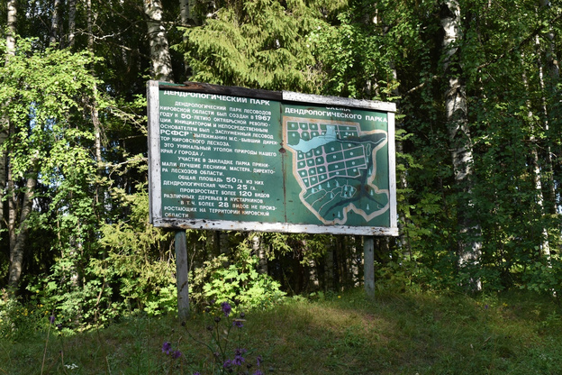 Территорию кировского дендропарка продолжают благоустраивать