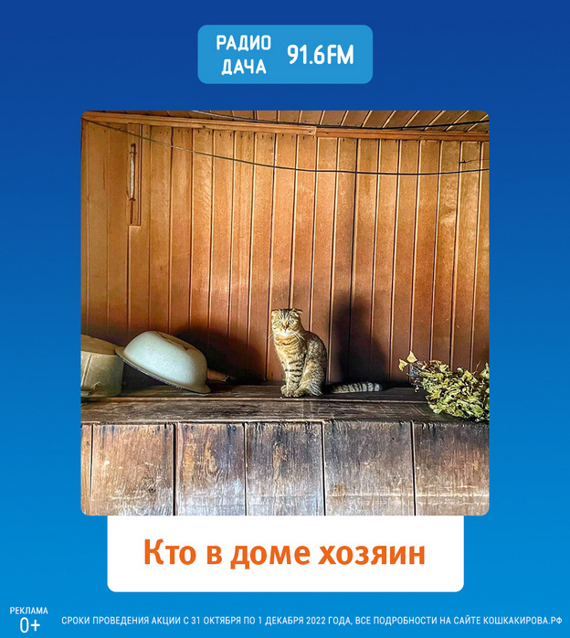 В проекте «Главная кошка Кирова» назвали имена призёров заключительного еженедельного розыгрыша