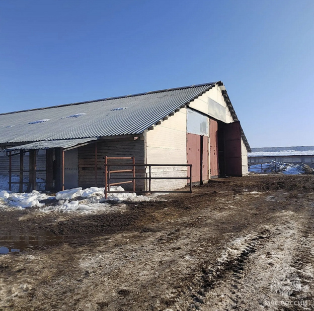 Спасатели вывели 180 коров из горящей фермы под Кировом