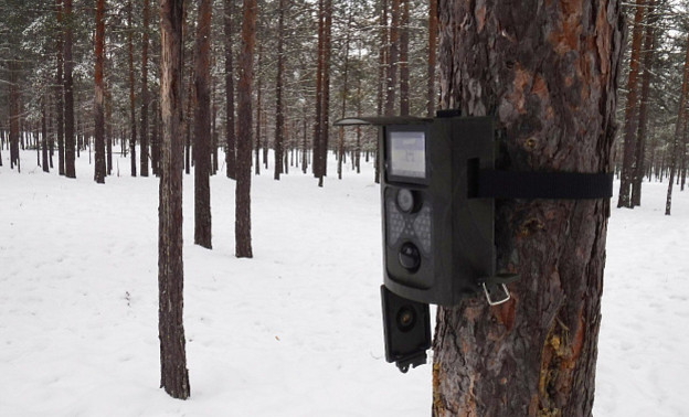 В лесах Кировской области установили фотоловушки