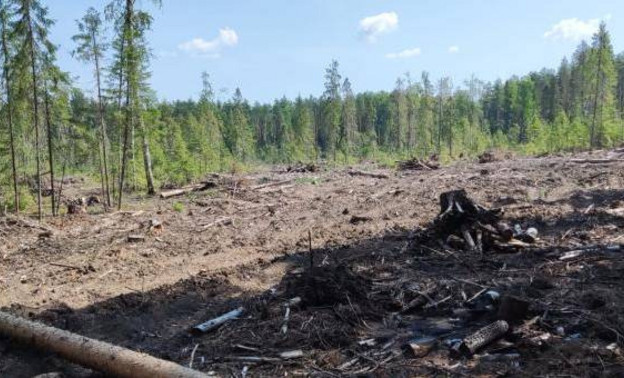 В Верхошижемском районе с арендатора леса взыскали 1,5 млн рублей за переруб деревьев