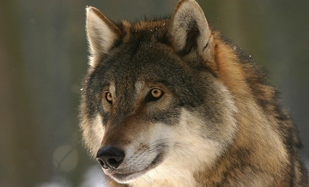 За убийство волков в трёх районах области платят деньги