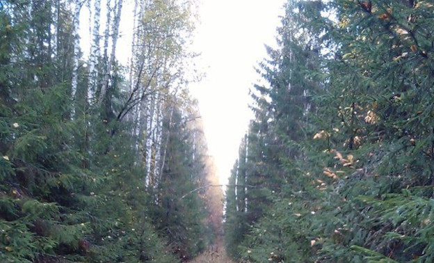 Лесоруб из Опаринского района незаконно вырубил деревьев на 6 миллионов рублей