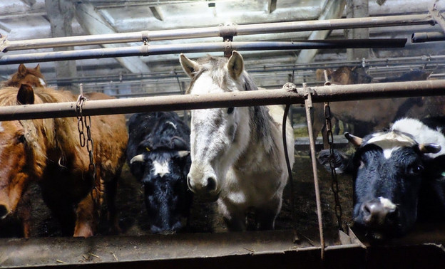 «Трупы коров, нечёсаные лошади, предобморочное состояние»: Соколов посетил ферму, где гибнут животные