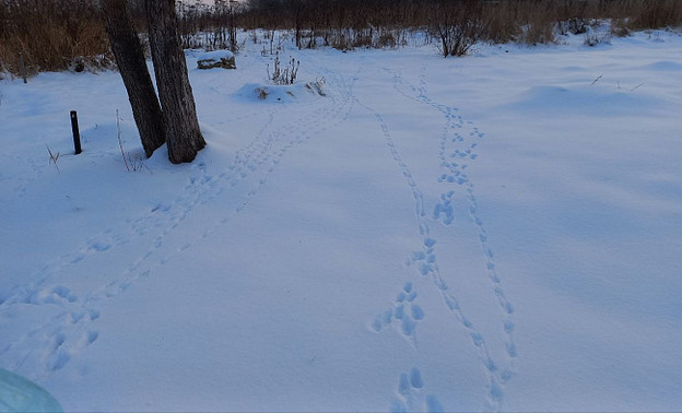 Следы на снегу помогут пересчитать диких животных в Кировской области