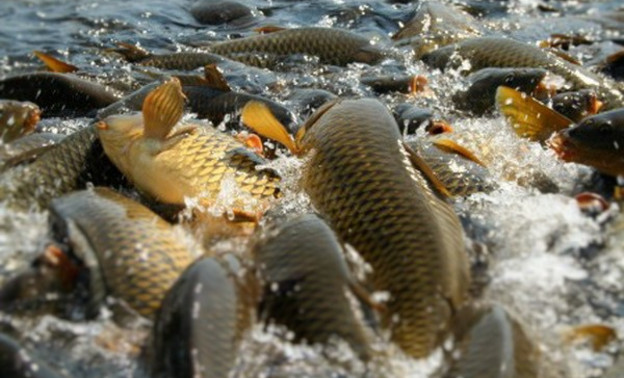 В Кировской области установили новые сроки запрета на рыбалку