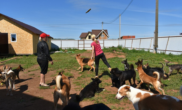 В Кирове нашли нарушения в приюте для собак