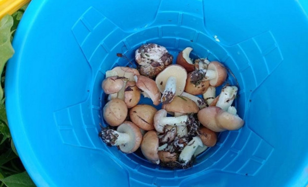 В лесах Кировской области появились первые маслята и подберёзовики