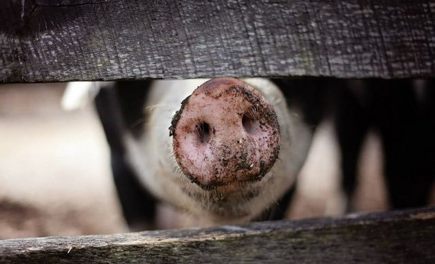 В нескольких районах Кировской области ввели карантин по чуме свиней