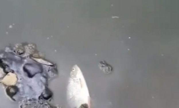 В реке Лаж вновь погибла рыба