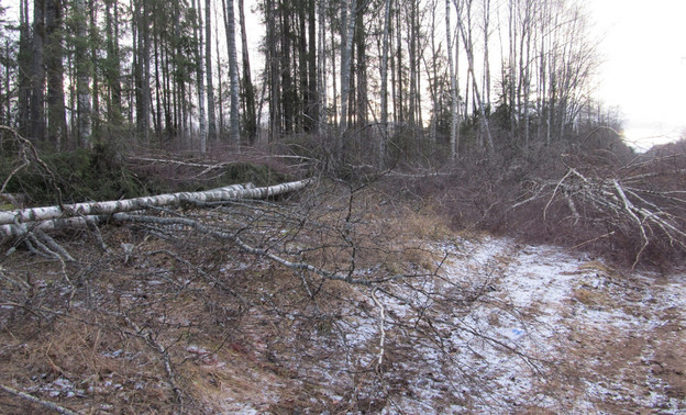 В Слободском районе рабочего убило недопиленным деревом