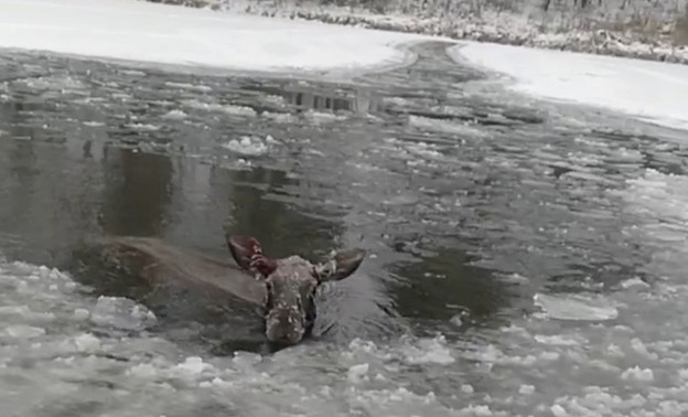 В Кировской области спасли лосиху, которая провалилась в полынью