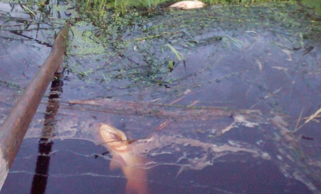 В Пижме массово гибнет рыба: экологи предполагают, что виной тому гниющая трава