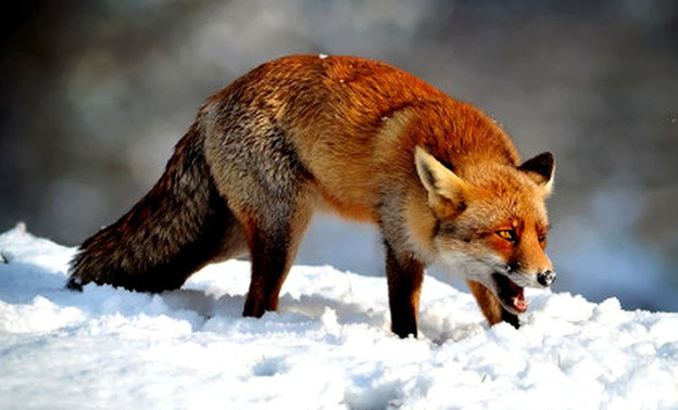 Бешеная лисица забежала в деревню в Унинском районе