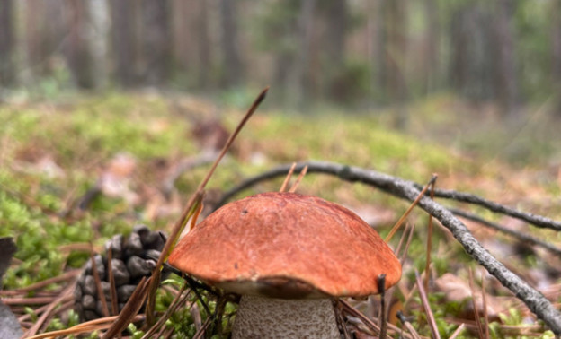 Белые, грузди и зонтики. Какие грибы собирают в Кировской области в августе?