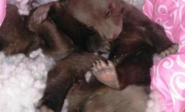 В Опаринском районе лесники нашли трёх медвежат