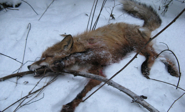 В Кировской области зафиксирован еще один случай бешенства животного