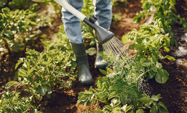 Как правильно поливать огород в жару?
