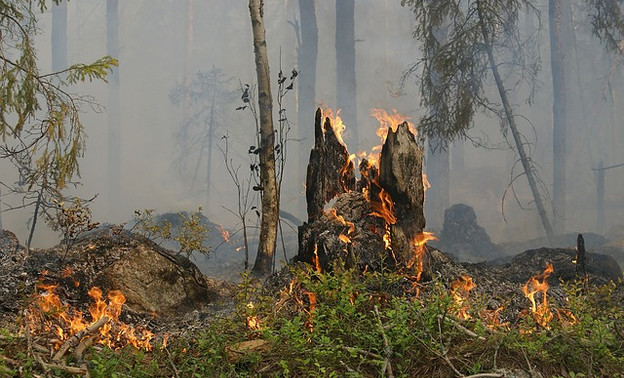 В Кировской области произошло два лесных пожара