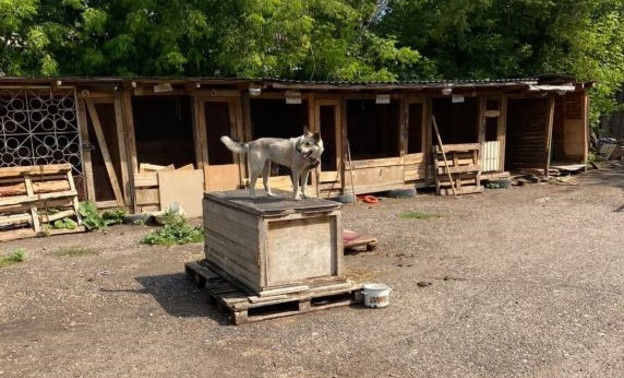 В кировском приюте для животных «Дари Добро» выявили нарушения