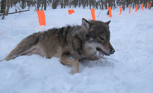 В Кировской области за 2,5 месяца побит годовой рекорд по добыче волков