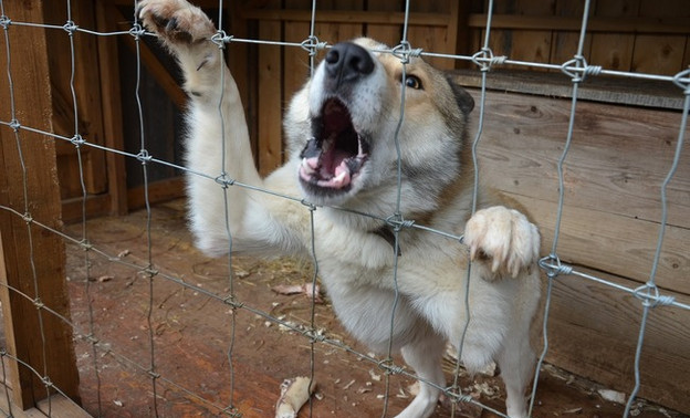 В Вятскополянском районе у собаки выявили бешенство