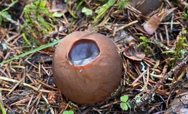В котельничских лесах заметили краснокнижные грибы